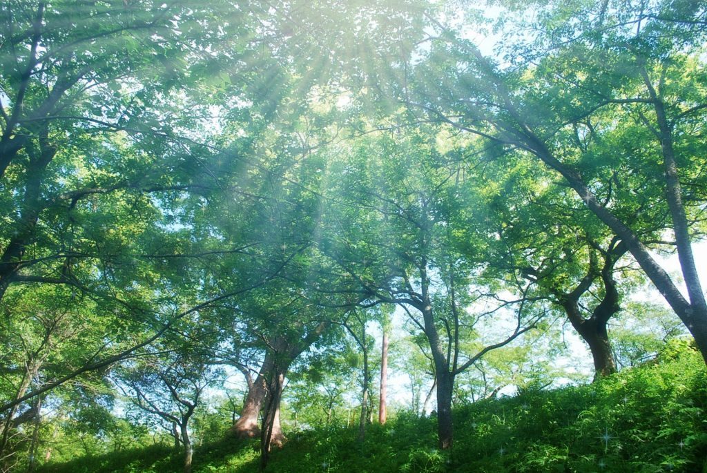 気=生命エネルギー=太陽エネルギー